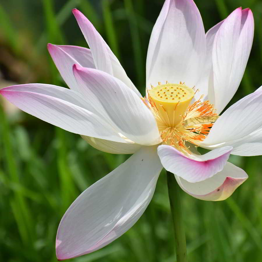 seminar_einstieg_innerer-frieden_1_v1_900x900