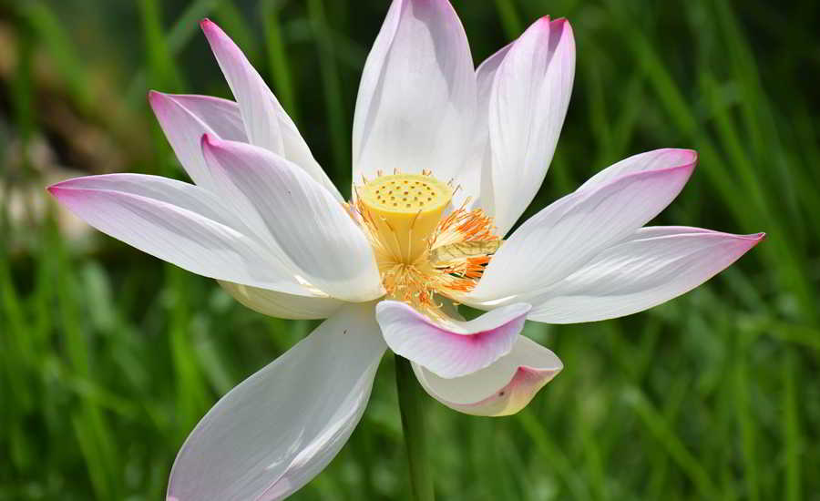 seminar_innerer-frieden_1_v1_900x550